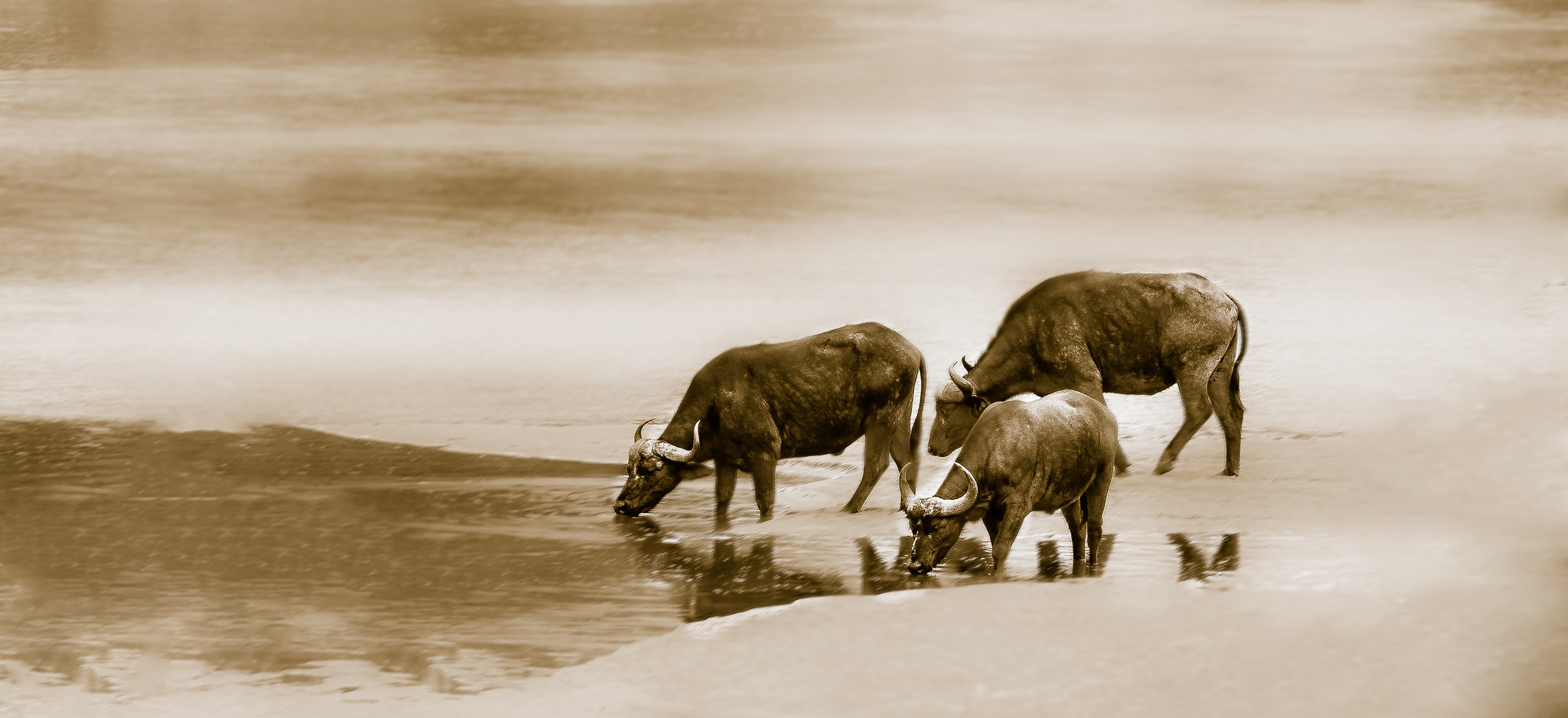 Cape Buffalo on the Serengeti