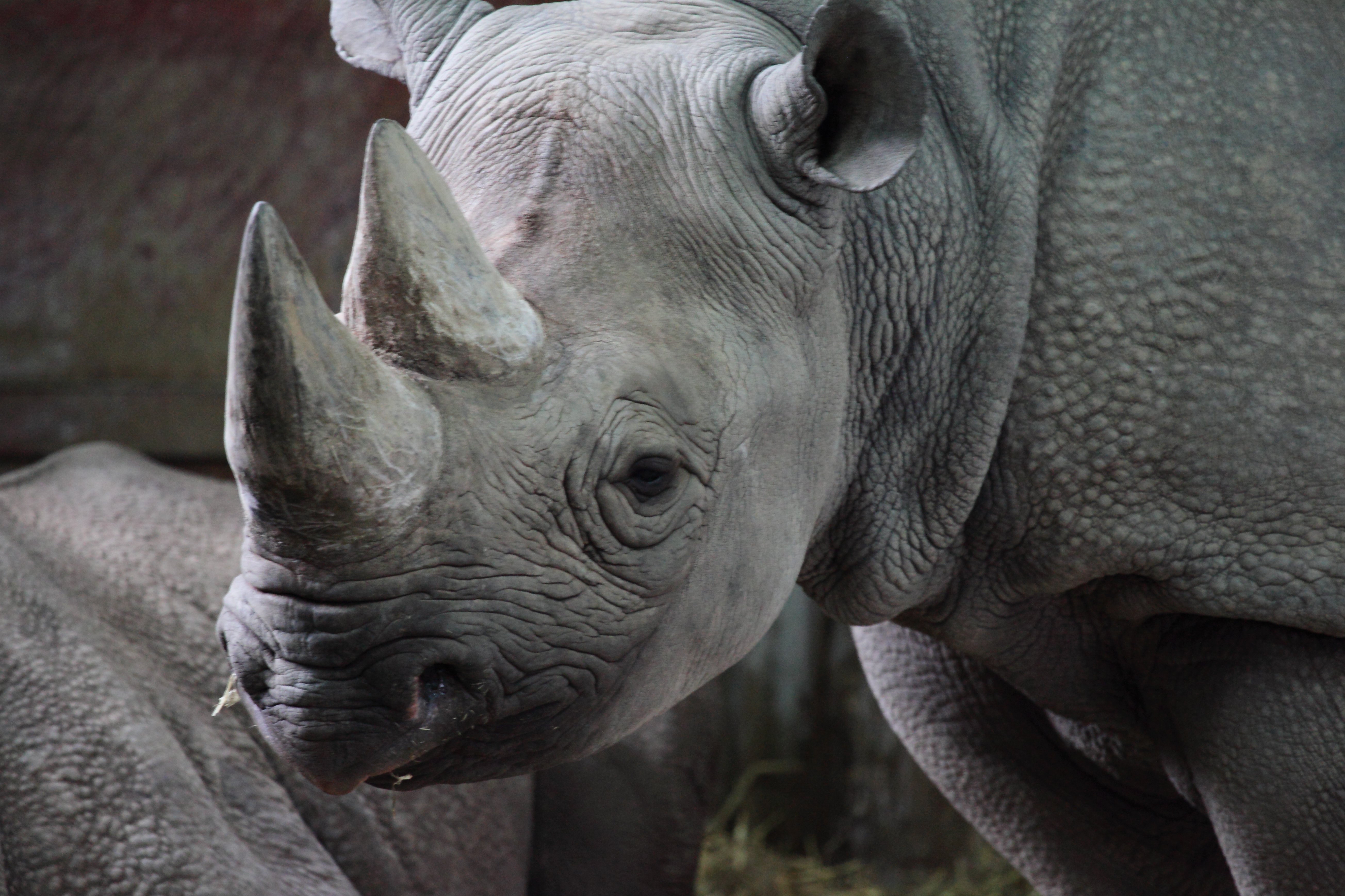 Black Rhino in Ngorongoro Crater