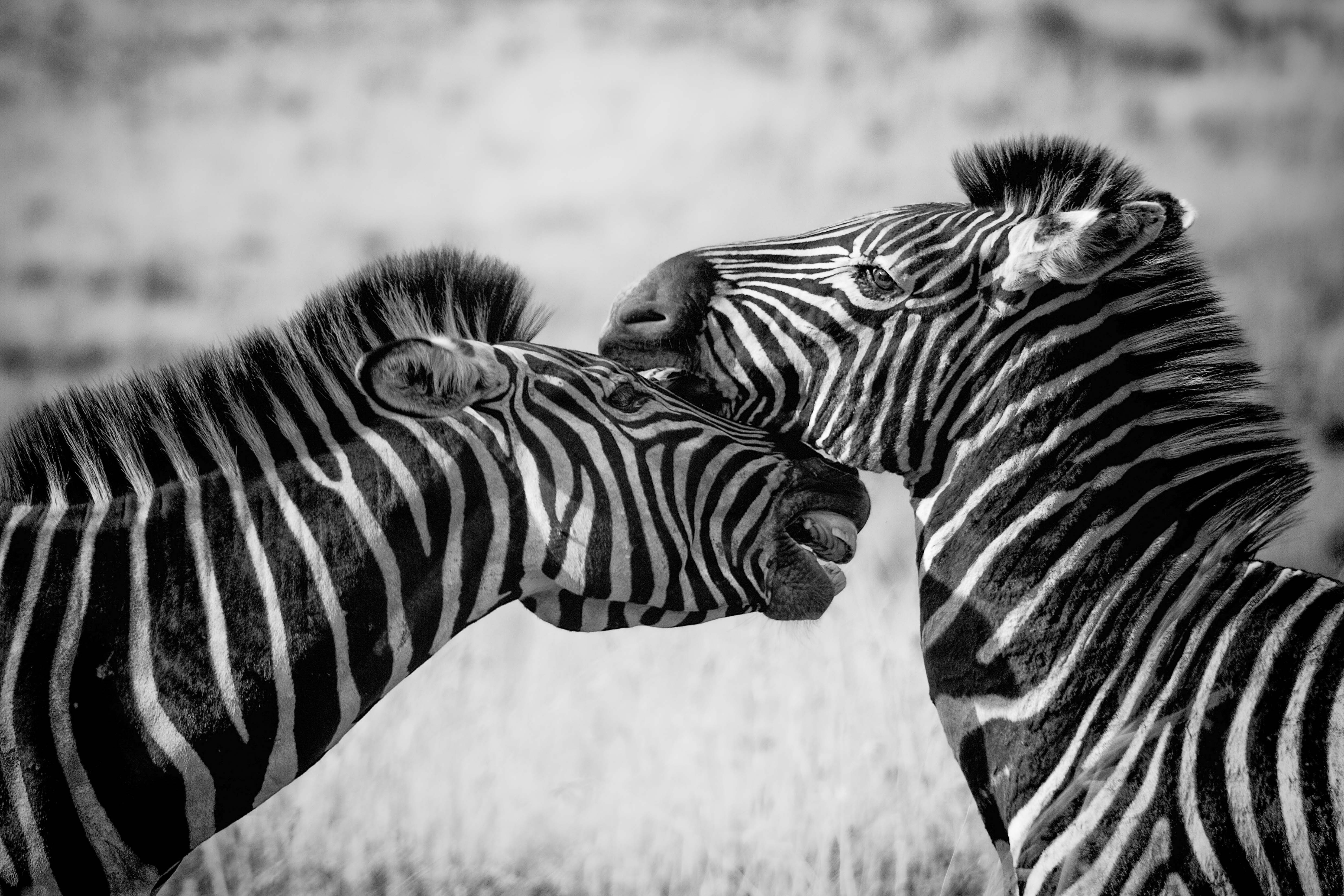 Zebra on the open plains